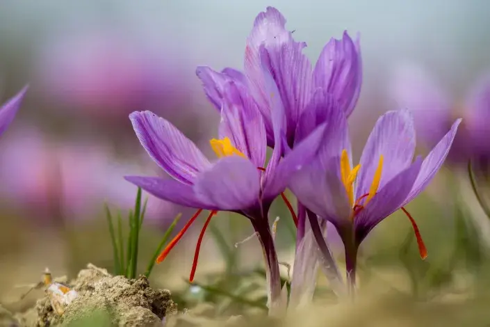 šafrán setý šafrán setý