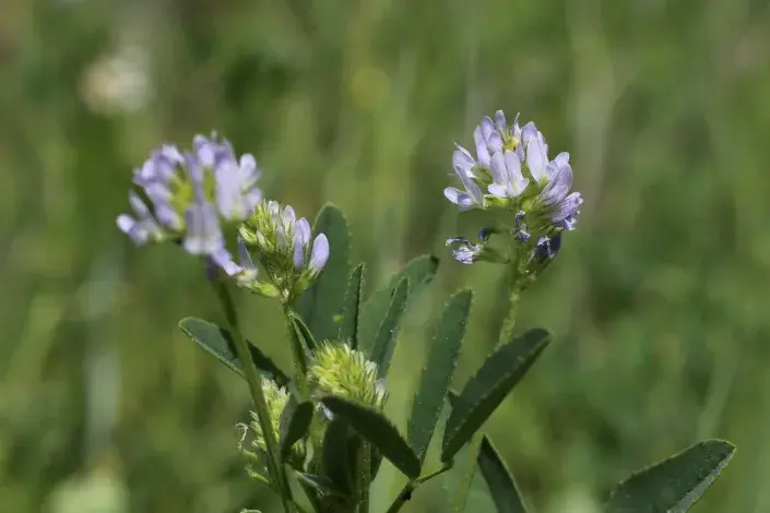 Pískavice modrá Pískavice modrá