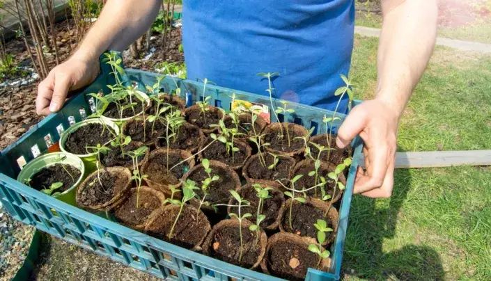 Příliš vytažené sazenice