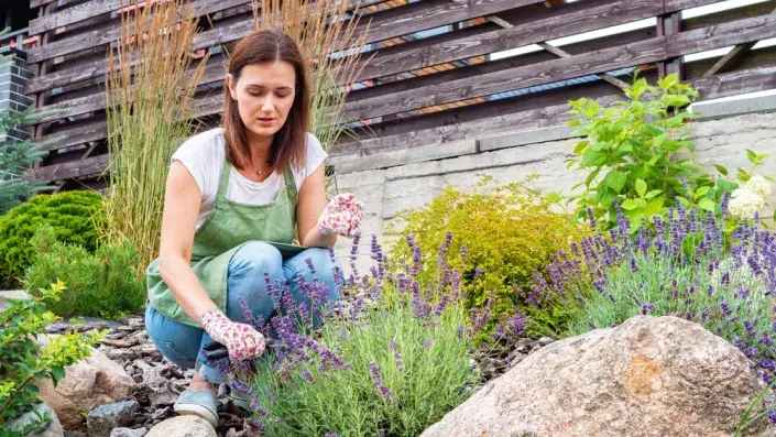 písčitá půda písčitá půda