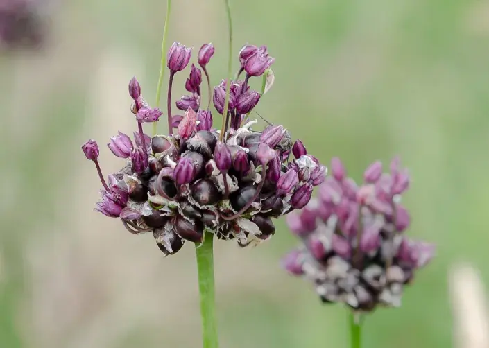 česnek ořešec česnek ořešec