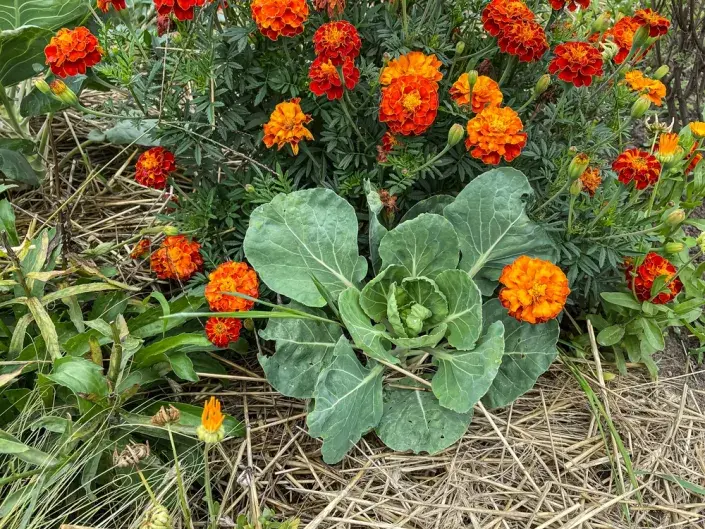 afrikán (Tagetes)