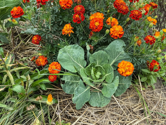 afrikán (Tagetes)