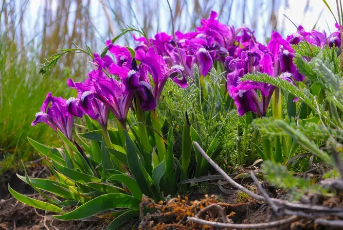 kosatec nízký kosatec nízký