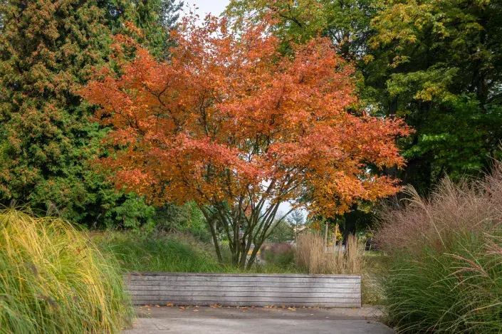 Vícekmenné dřeviny  Vícekmenné dřeviny