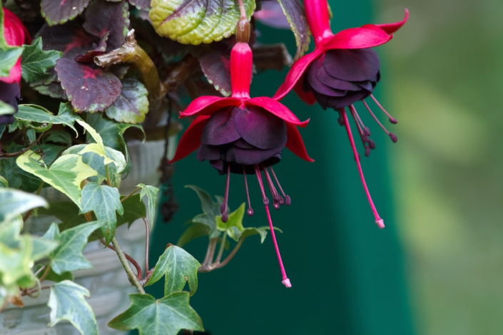 Fuchsie