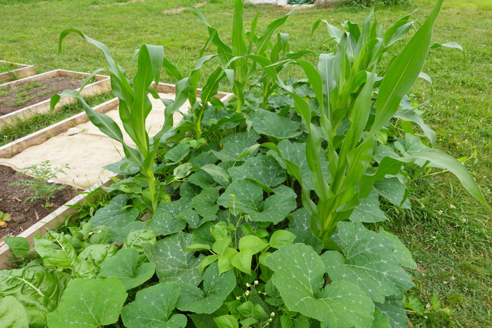 milpa neboli 3 sestry