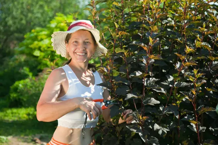 Keře okrasné svými listy Keře okrasné svými listy