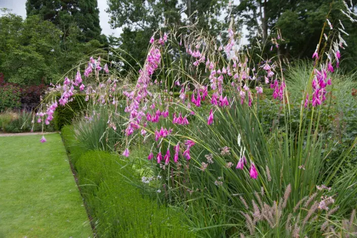dierama