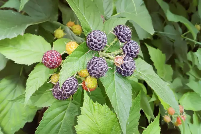 Malinoostružina Malinoostružina