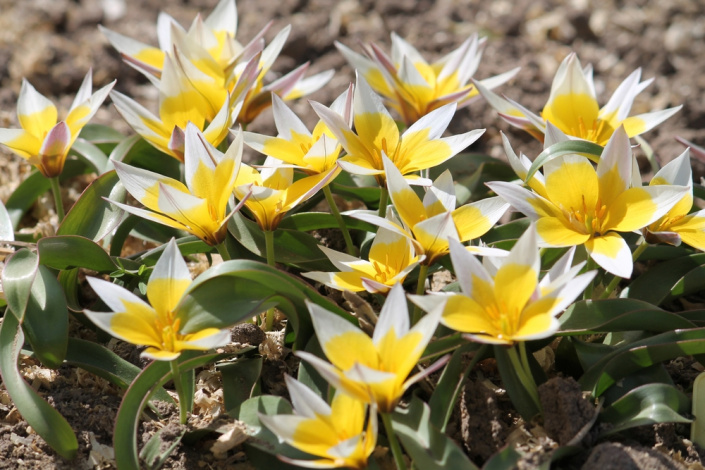 Botanický tulipán tarda (Tulipa tarda)
