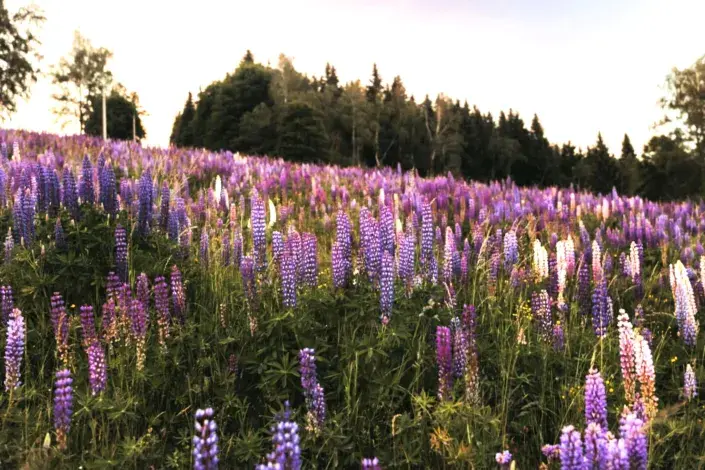 Květinová louka Květinová louka
