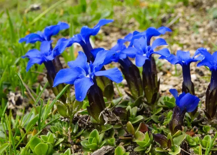 Hořec jarní (Gentiana verna) Hořec jarní (Gentiana verna)