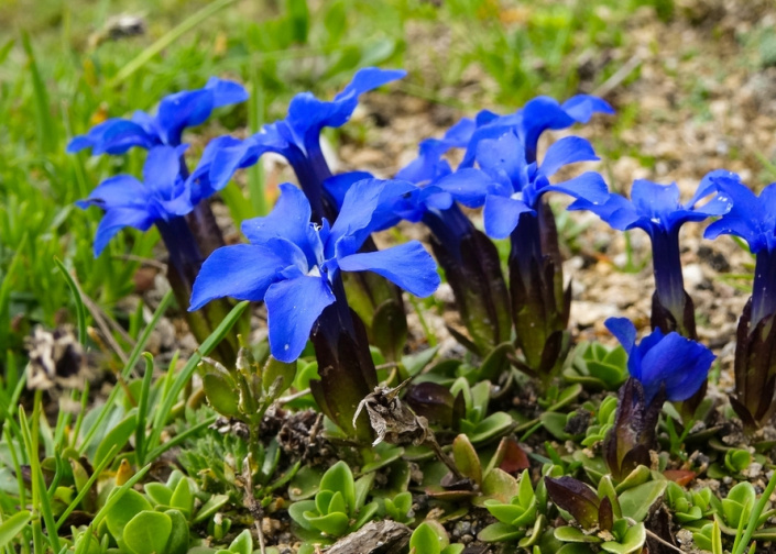 Hořec jarní (Gentiana verna) 
