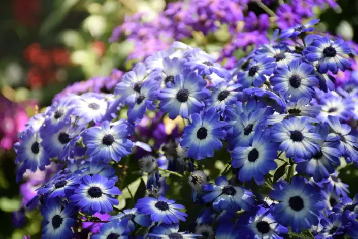 Cinerárie (Cineraria cruentus či Senecio hybridus)  Cinerárie (Cineraria cruentus či Senecio hybridus)