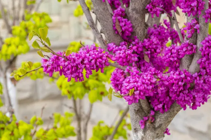 Zmarlika čínská (Cercis chinensis) Zmarlika čínská (Cercis chinensis)