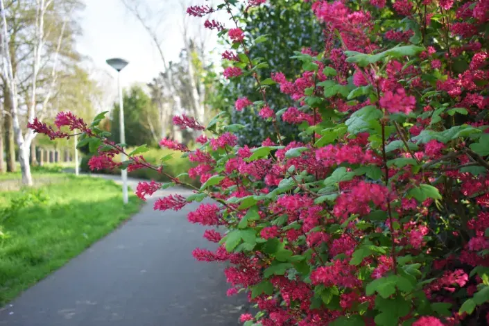 Meruzalka krvavá (Ribes sanguineum) Meruzalka krvavá (Ribes sanguineum)