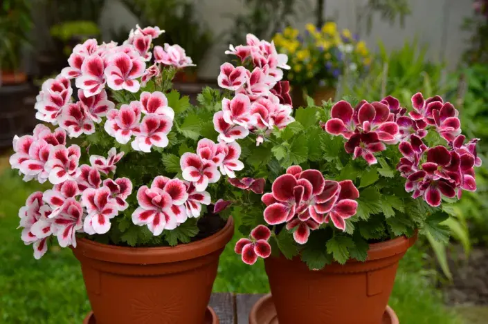 Anglický muškát neboli muškát královský (Pelargonium grandiflorum) Anglický muškát neboli muškát královský (Pelargonium grandiflorum)