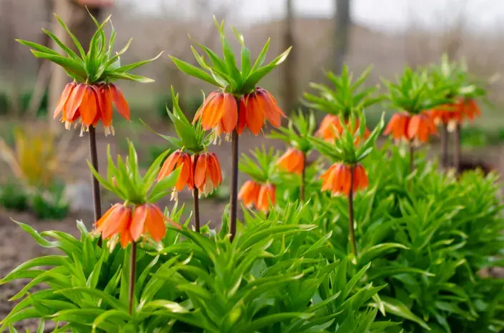 Řebčík královský (Fritillaria imperialis)  Řebčík královský (Fritillaria imperialis)