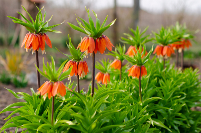 Řebčík královský (Fritillaria imperialis) 