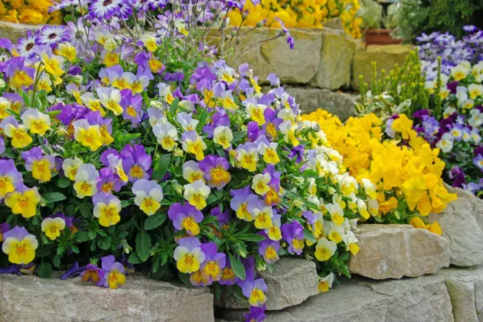 Violka rohatá (Viola cornuta) Violka rohatá (Viola cornuta)