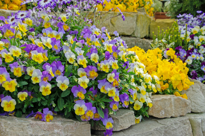 Violka rohatá (Viola cornuta)