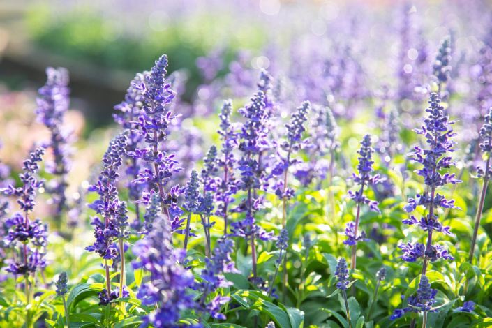 Šalvěj lékařská (Salvia officinalis)