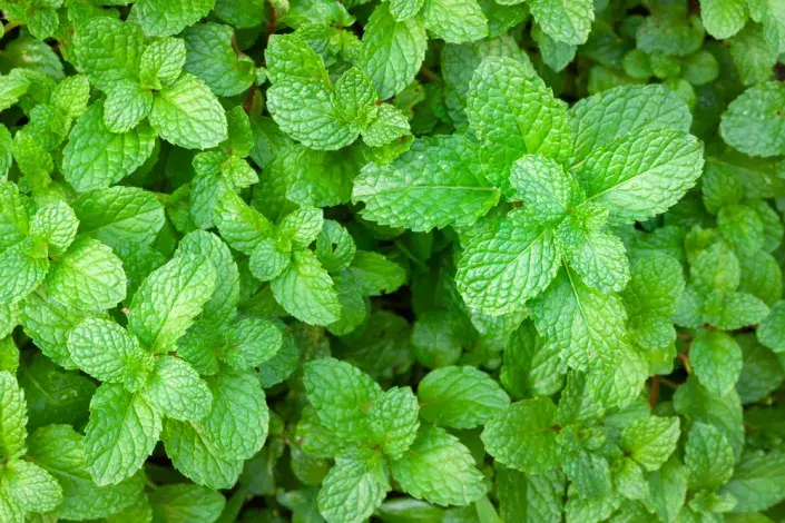 Máta peprná (Mentha × piperita) Máta peprná (Mentha × piperita)