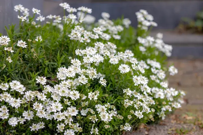 Iberka vždyzelená (Iberis sempervirens) 