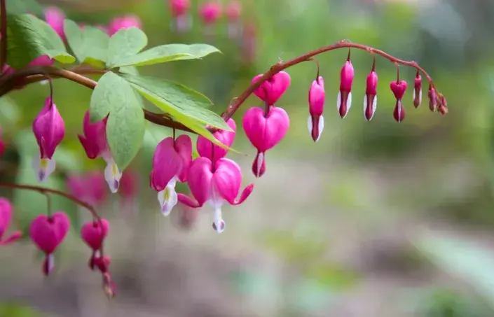 Srdcovka nádherná (Lamprocapnos spectabilis, dříve Dicentra spectabilis) Srdcovka nádherná (Lamprocapnos spectabilis, dříve Dicentra spectabilis)