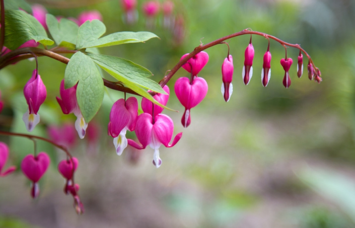 Srdcovka nádherná (Lamprocapnos spectabilis, dříve Dicentra spectabilis)