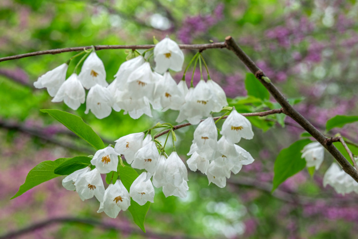 Halézie karolínská (Halesia carolina) 
