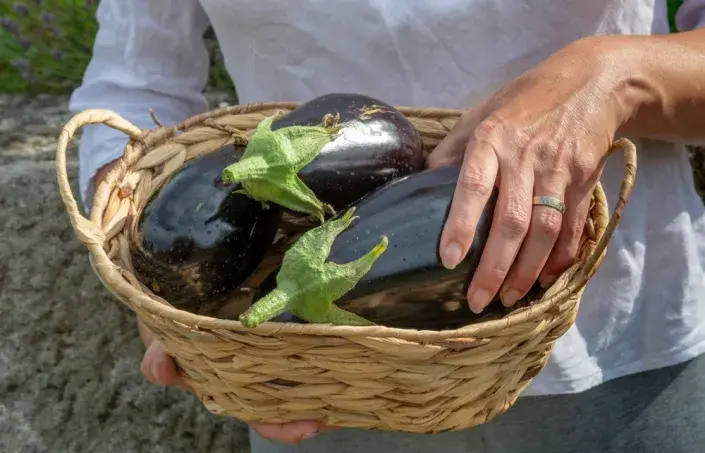 Lilek vejcoplodý neboli baklažán (Solanum melongena) 