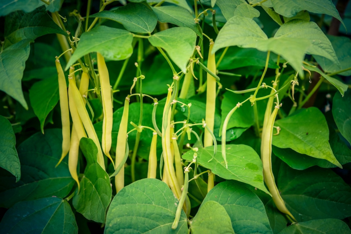 Fazol obecný (Phaseolus vulgaris) 