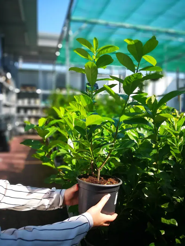 nákup nových sazenic