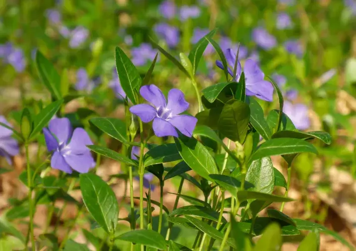 Barvínek menší (Vinca minor) 