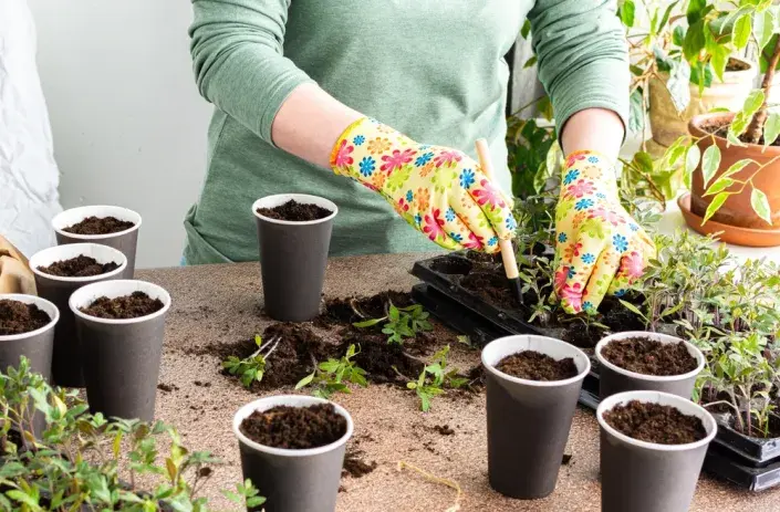 pikýrování pikýrování