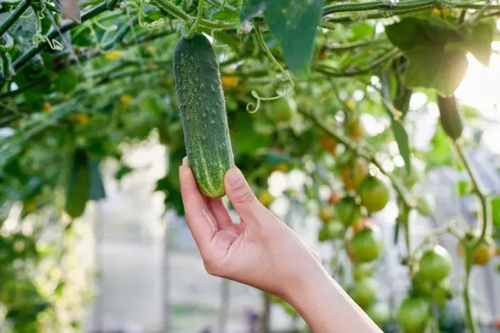 Okurky veďte vzhůru Okurky veďte vzhůru