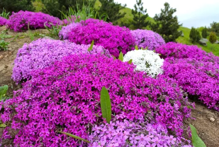 Plamenka šídlovitá (Phlox subulata) 
