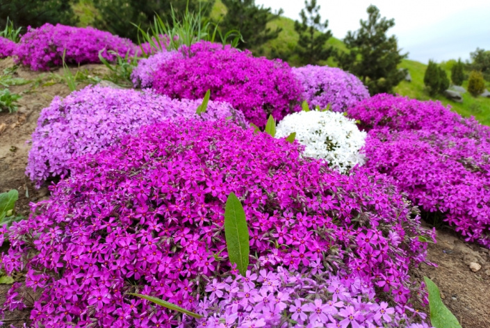 Plamenka šídlovitá (Phlox subulata) 