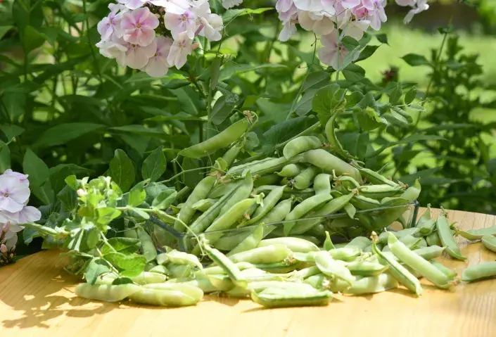 Hrách setý (Pisum sativum)  Hrách setý (Pisum sativum)