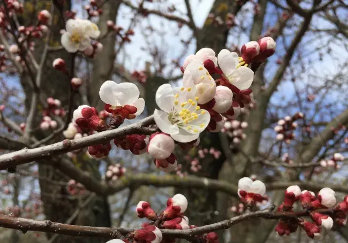 mráz duben mráz duben