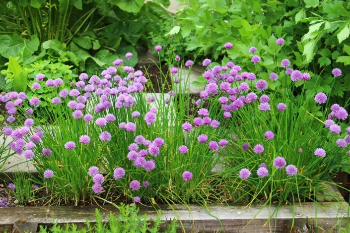 Pažitka pobřežní (Allium schoenoprasum) Pažitka pobřežní (Allium schoenoprasum)