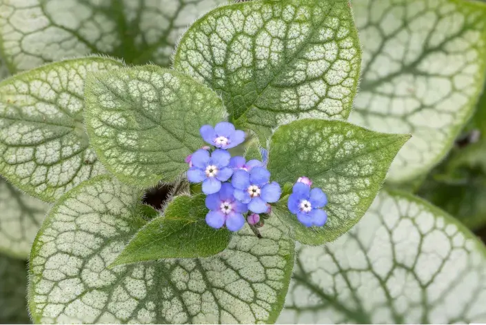 pomněnkovec pomněnkovec