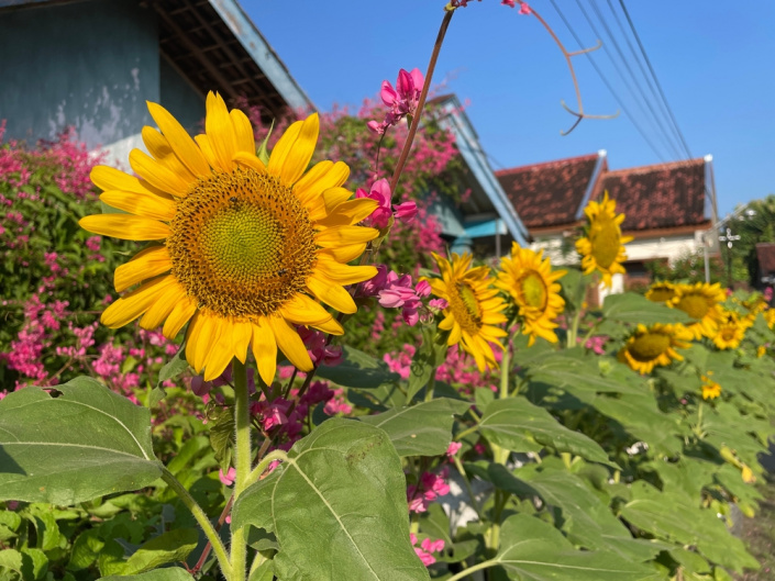 Slunečníce roční (Helianthus annus) 