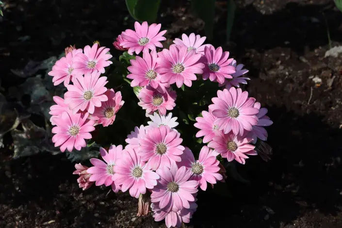 Dvoutvárka, Dvoutvárník