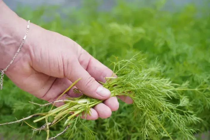 Kopr vonný (Anethum graveolens) Kopr vonný (Anethum graveolens)
