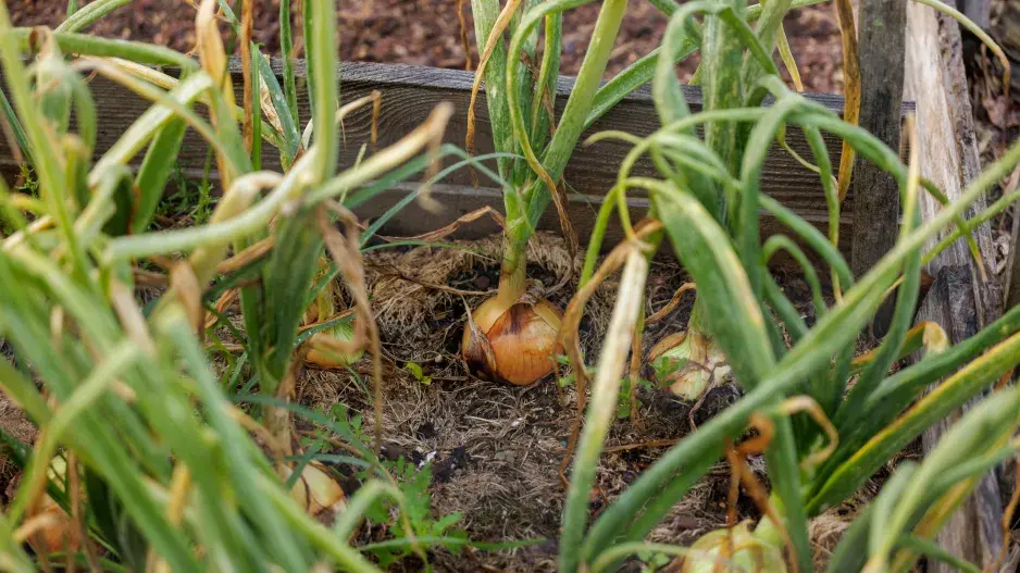Jak letos vypěstovat krásnou cibuli: Praktický návod od výsadby po sklizeň