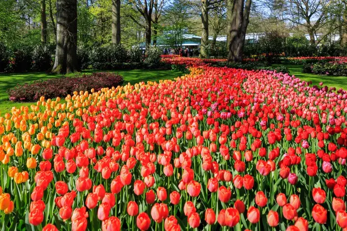 Nejkrásnější zahrady Evropy: Park Keukenhof