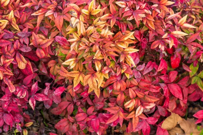 Nandina domácí Nandina domácí